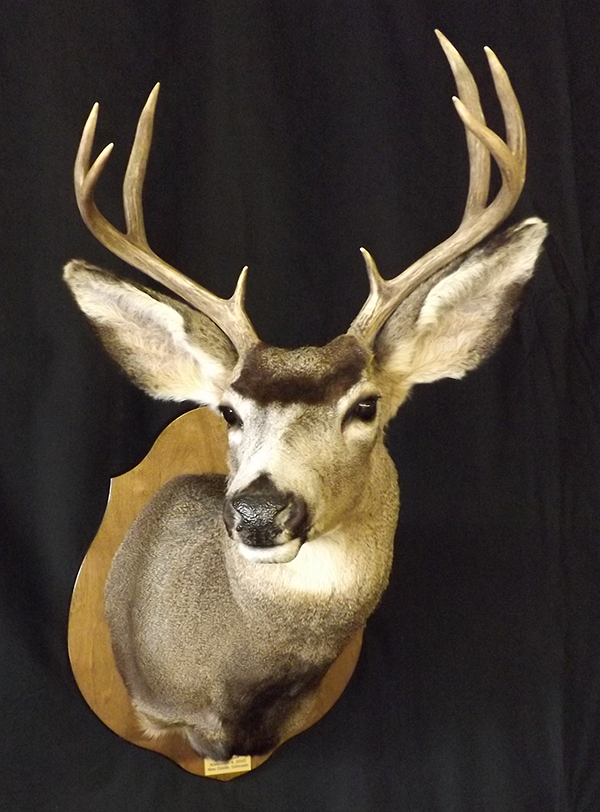 Deer mount