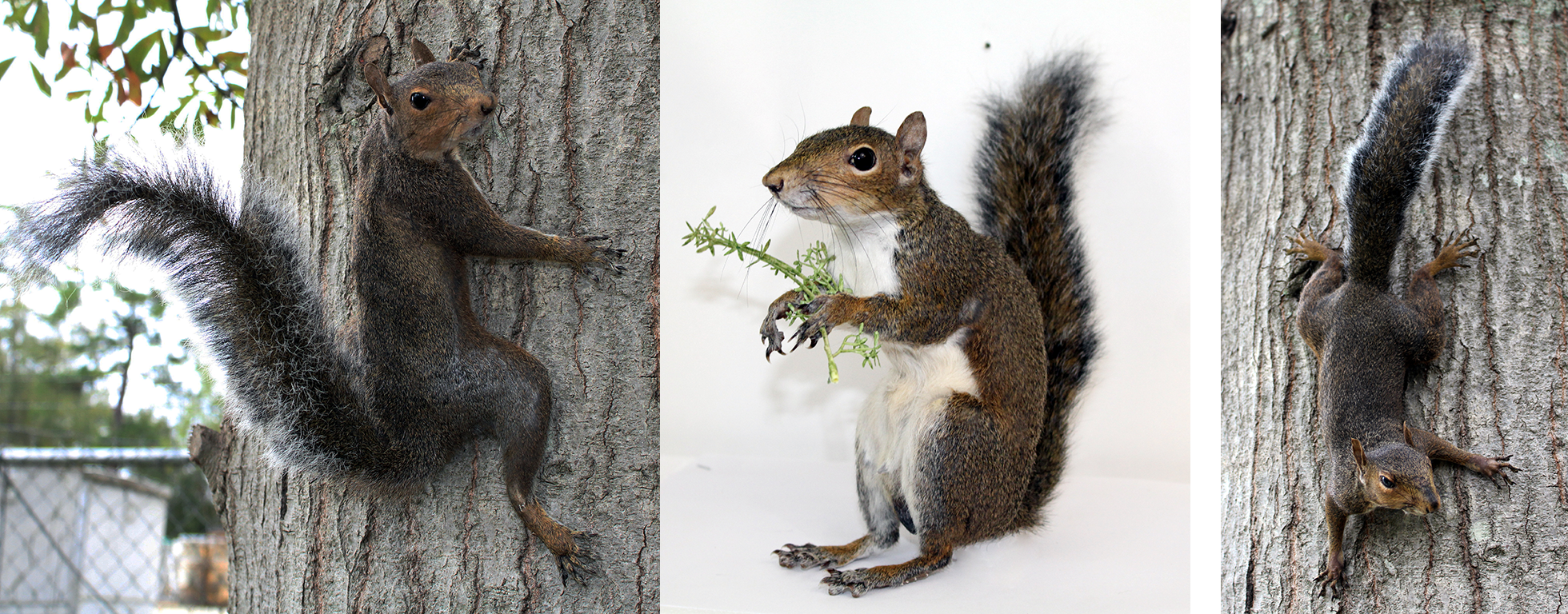 Collage of the kit squirrels