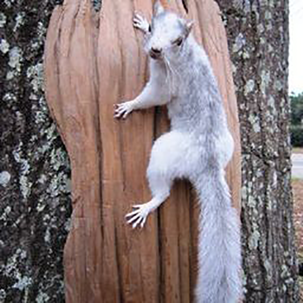 Squirrel mounts